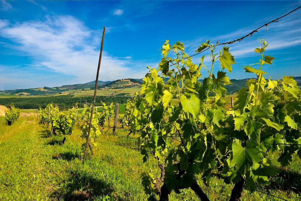 Agriturismo Il Canterino グアルディスタッロ エクステリア 写真