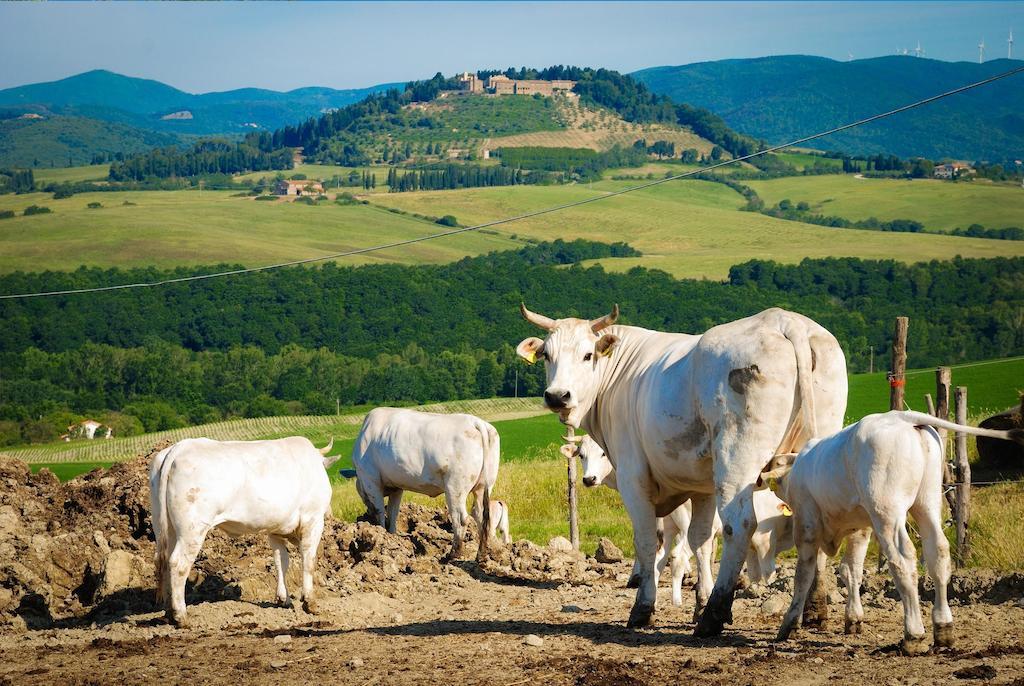 Agriturismo Il Canterino グアルディスタッロ エクステリア 写真